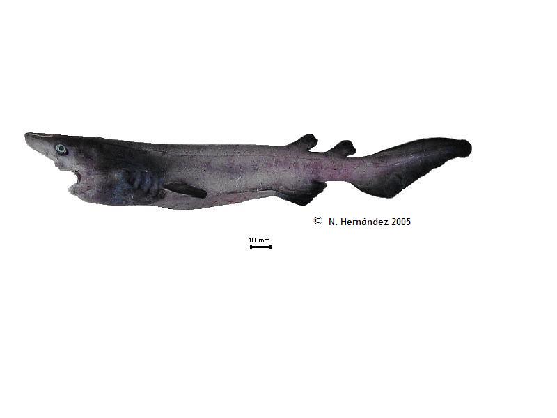 Echinorhinus cookei.JPG